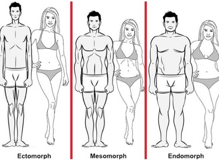 Body Types